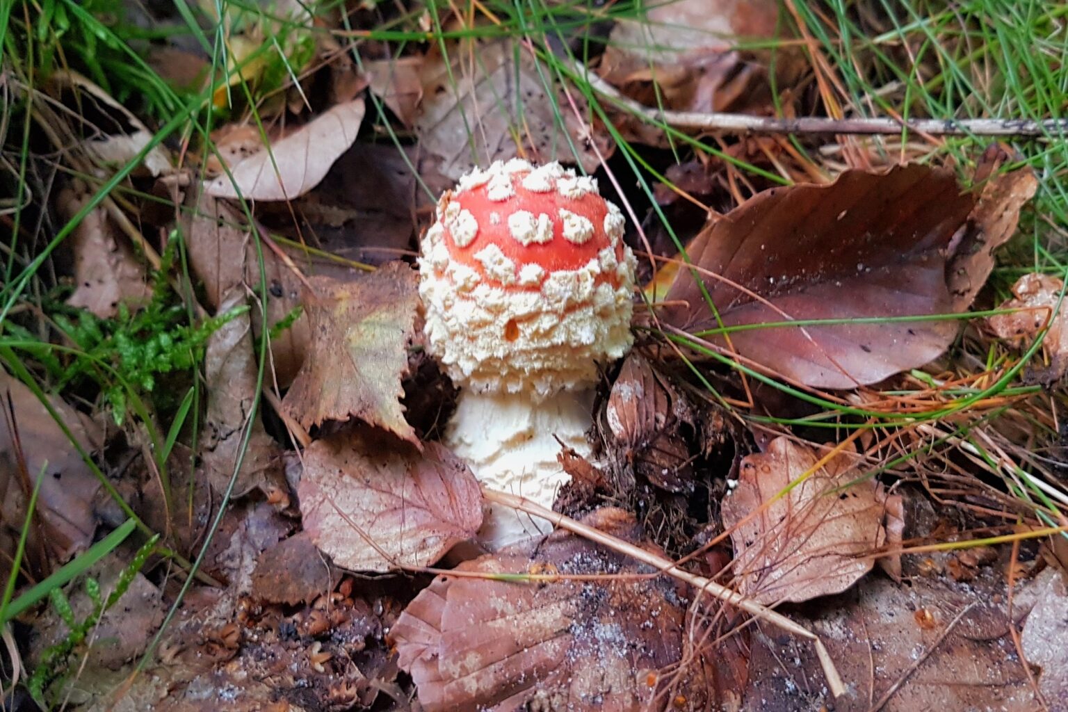 ugens-naturhistorie-r-d-fluesvamp-en-giftig-samarbejdspartner
